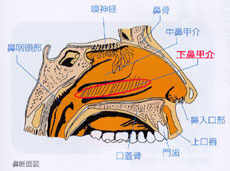 鼻断面図